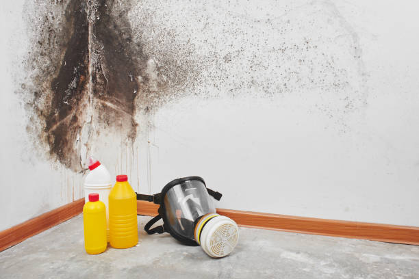 Best Black Mold Removal  in Upper Montclair, NJ