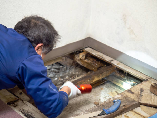 Best Attic Mold Removal  in Upper Montclair, NJ