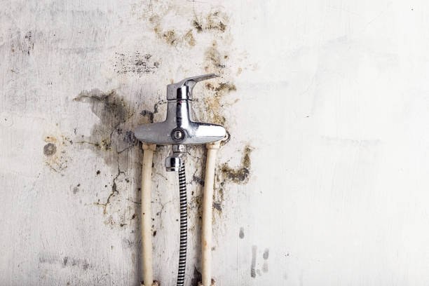 Best Home Mold Removal  in Upper Montclair, NJ