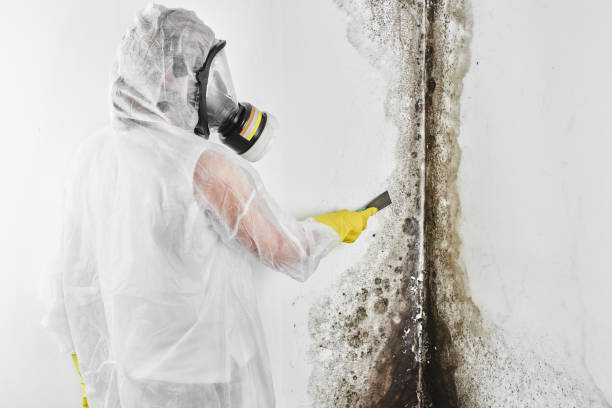 Best Mold Testing and Removal  in Upper Montclair, NJ