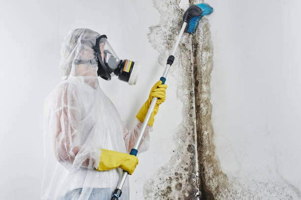Best Mold Cleaning Services  in Upper Montclair, NJ