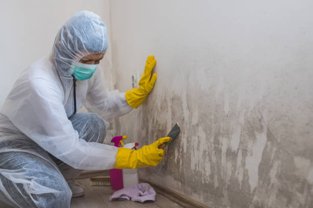 Best Fast Mold Removal  in Upper Montclair, NJ