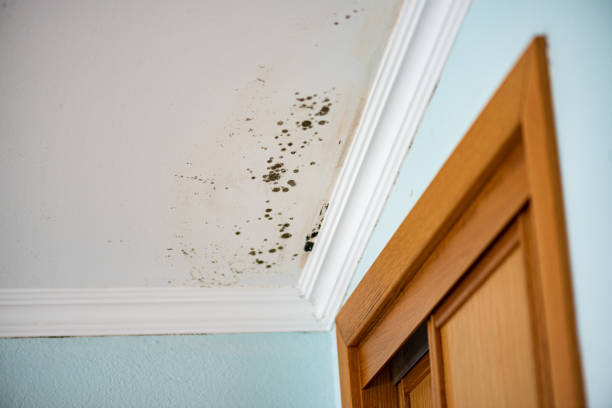 Best Professional Mold Removal  in Upper Montclair, NJ