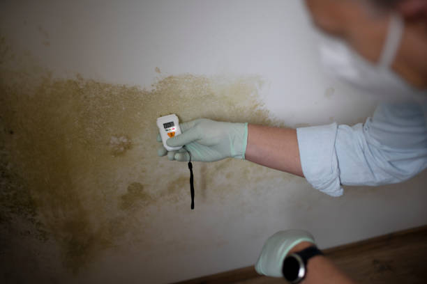 Best Mold Removal Company Near Me  in Upper Montclair, NJ