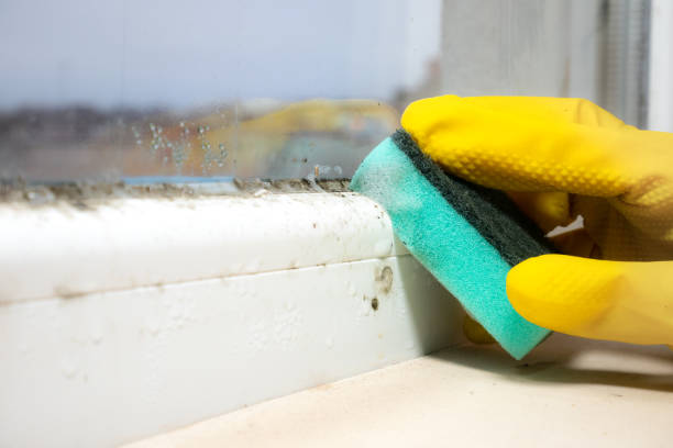 Best Toxic Mold Removal  in Upper Montclair, NJ