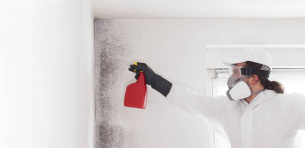 Best Professional Mold Removal  in Upper Montclair, NJ