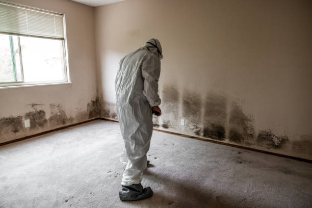 Best Office Mold Removal Services  in Upper Montclair, NJ