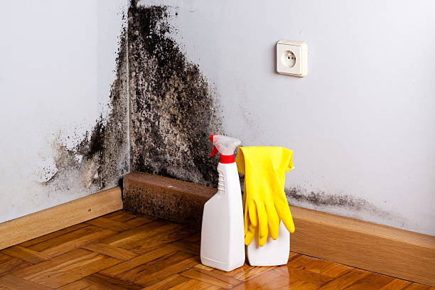 Best Office Mold Removal Services  in Upper Montclair, NJ