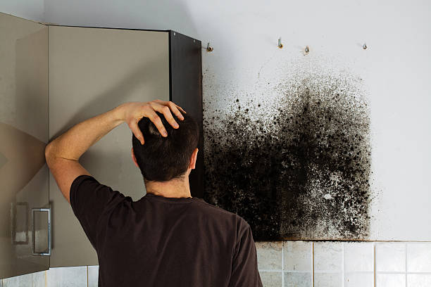 Best Fast Mold Removal  in Upper Montclair, NJ