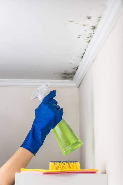 Best Home Mold Removal  in Upper Montclair, NJ